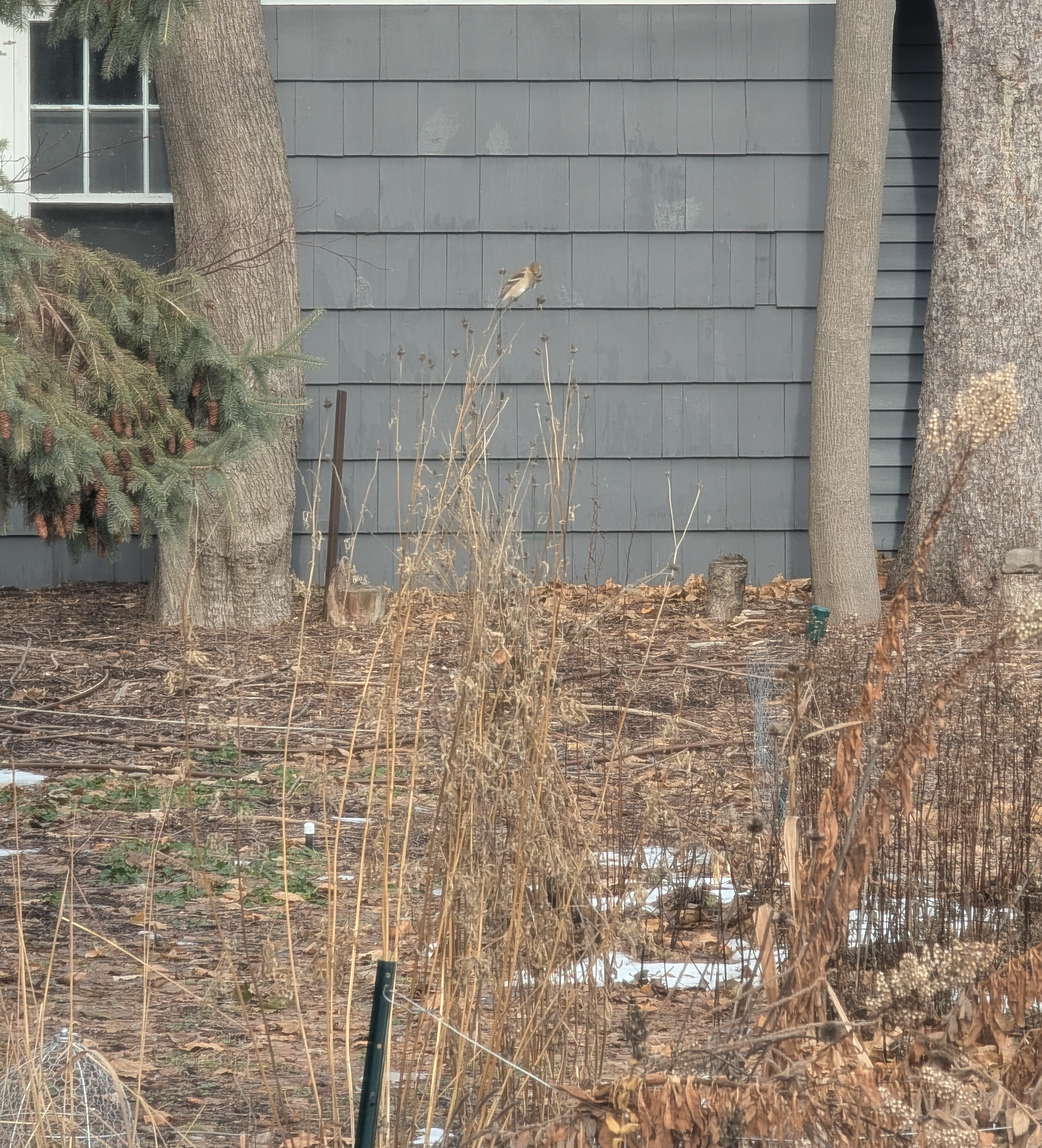 finch