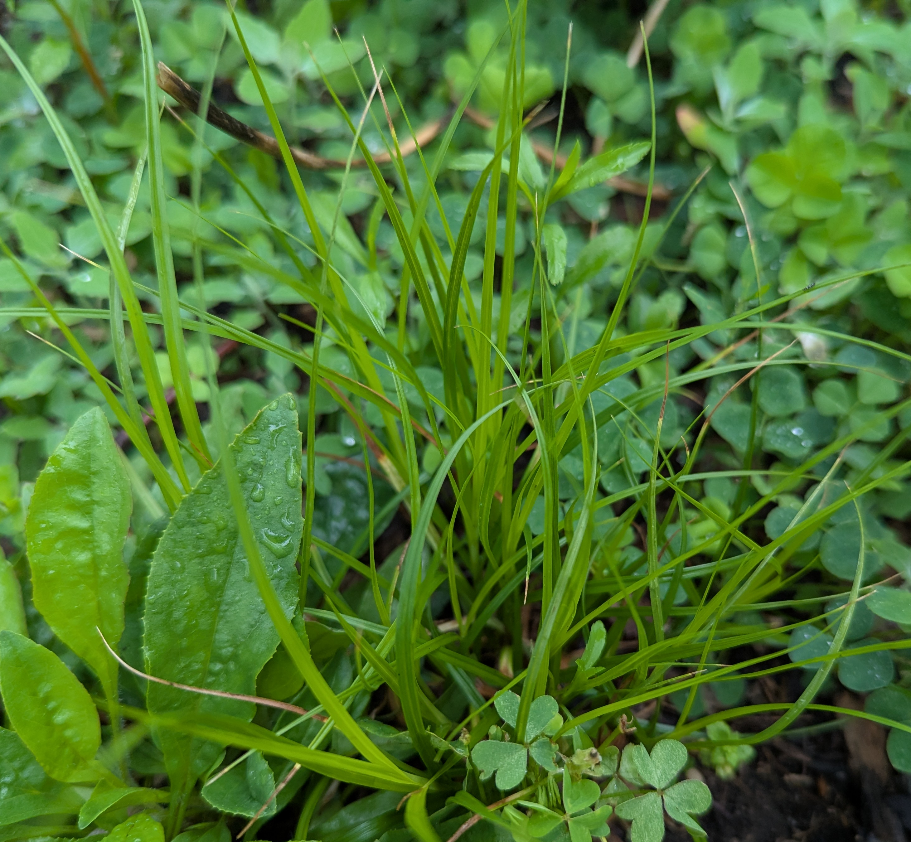 penn sedge