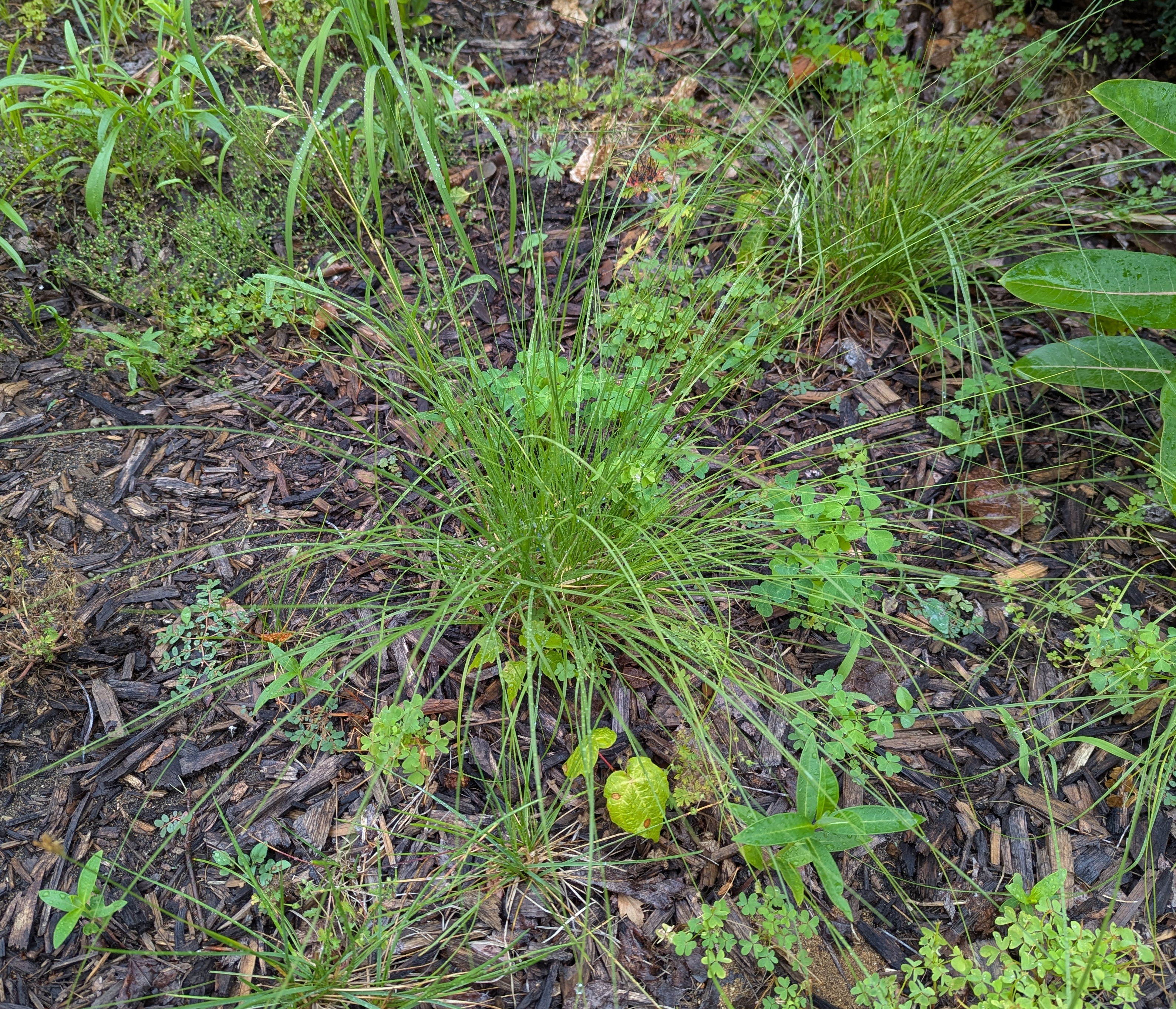 prairie dropseed